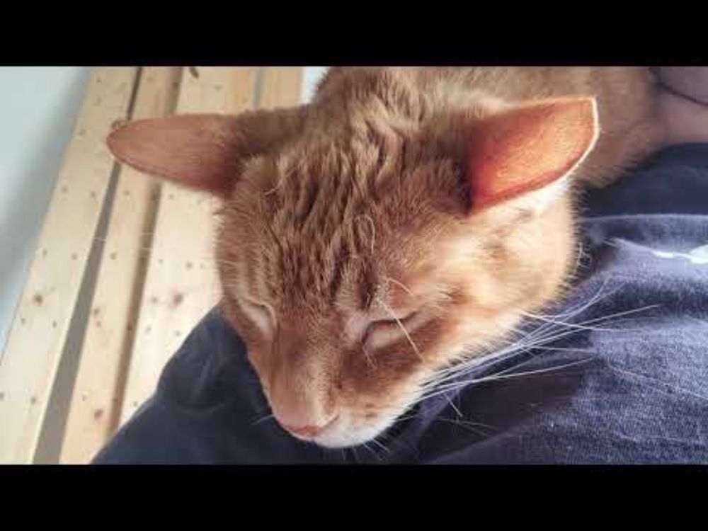 Zoan kitty snoring on my shoulder.