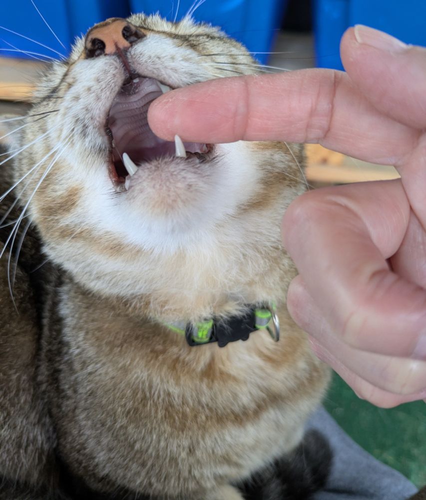 Brown tabby kitty biting a finger.
