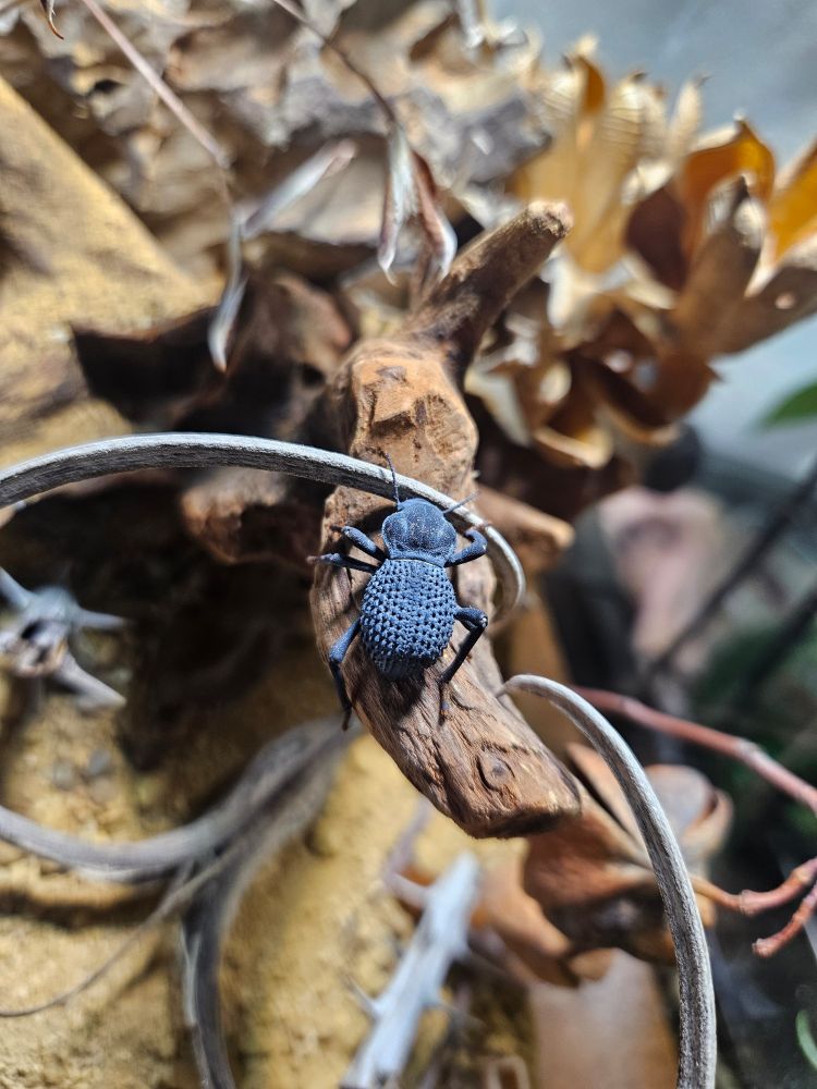 A blue death feigning beetle climbing a piece of wood.