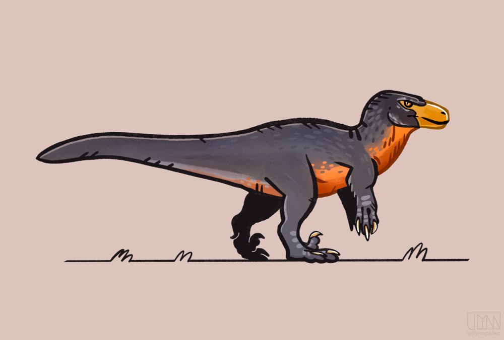 A Utahraptor with colors based on the American Robin. A bright orange chest, yellow face, and grayish backside. The piece is a simple design.