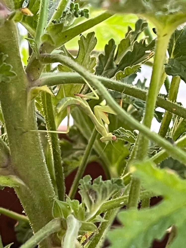 A small praying mantis nymph hangs upside down in a citronella plant.