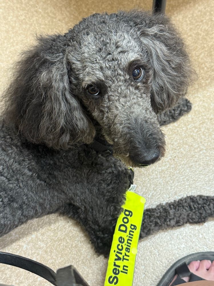 Small blue standard poodle lies on tan speckled industrial linoleum.

She looks into the camera with an expression of patience and “really?” combined.

A leash sheath in neon yellow reads “service dog in training.”