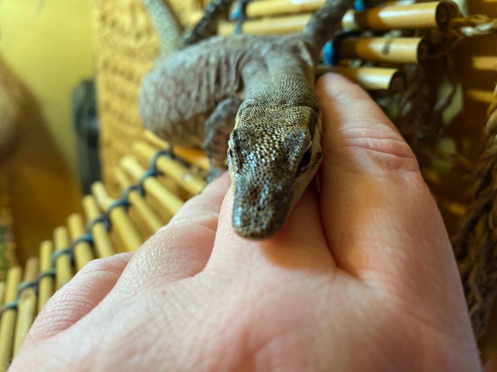 Liora the Kimberley rock monitor adorably cuddling her snoot on her mommy’s hand 