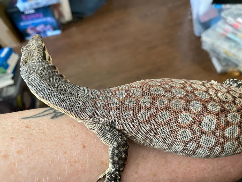 Liora the Kimberley rock monitor cuddling with her mommy and also looking around the cluttered apartment like that “Damn, bitch! You live like this?!” meme