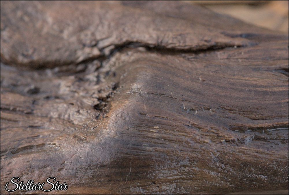 Drift wood macro