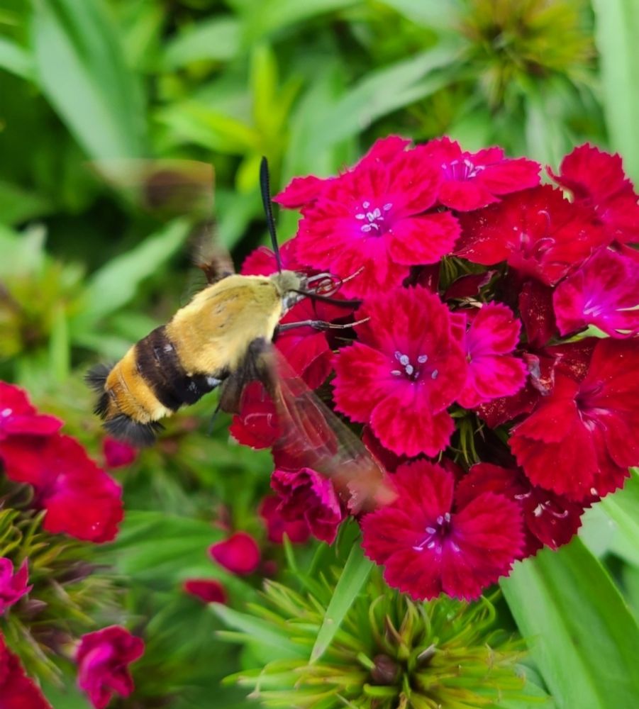 A snowberry clearwing moth collecting nectar from a deep red batch of flowers