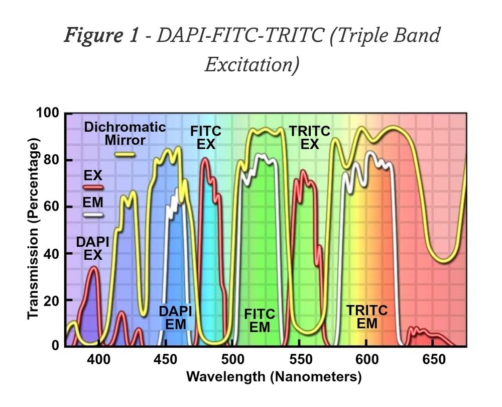 The excitation and emission spectra of DAPI, FITC, and TRITC (three common fluorophores used in fluorescence microscopy) showed as a graph of percent transmission and wavelength in nanometers.