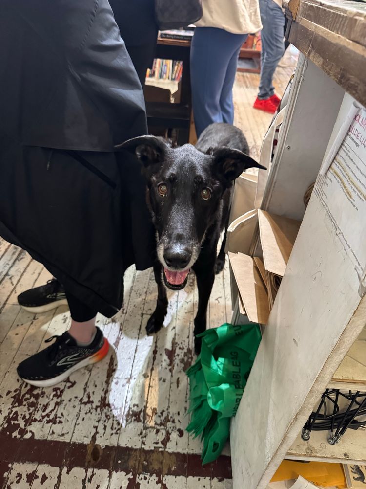 Audie, our shop dog, peeking out with a smile from behind a customer 