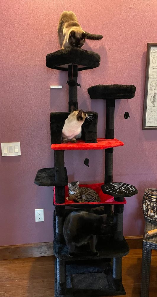 A Halloween themed cat tree with multiple levels of platforms and cubbies.  Four cats are exploring it - 2 Siamese, a small tabby kitten and a (very large) Void Kitty