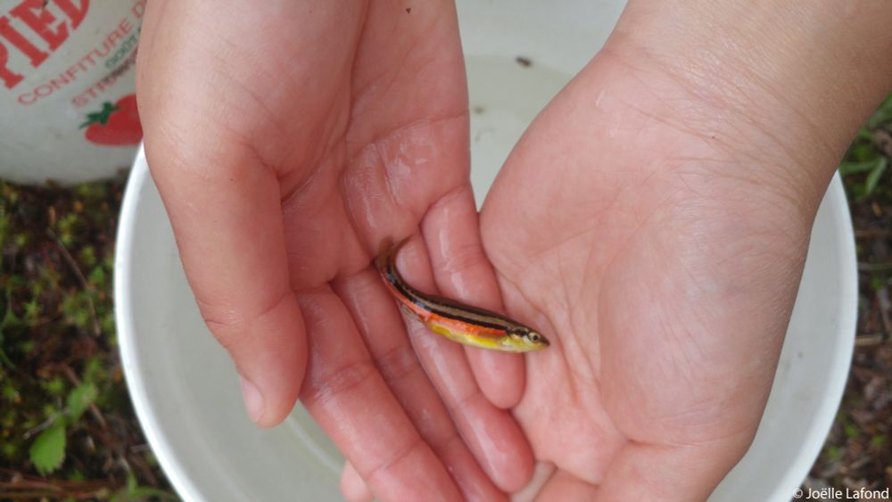 Minnow fish held in hands