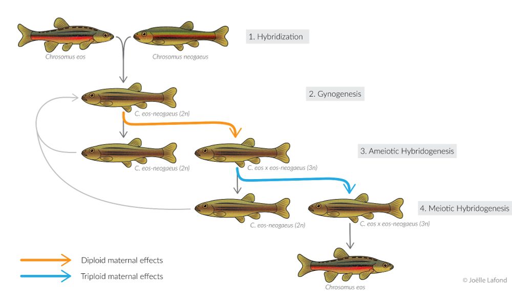 Cycle of reproduction of the hybrid C. eos x eos-neogaeus as we now know it, where maternal ploidy dictate whether the progeny reproduces sexually or asexually.
