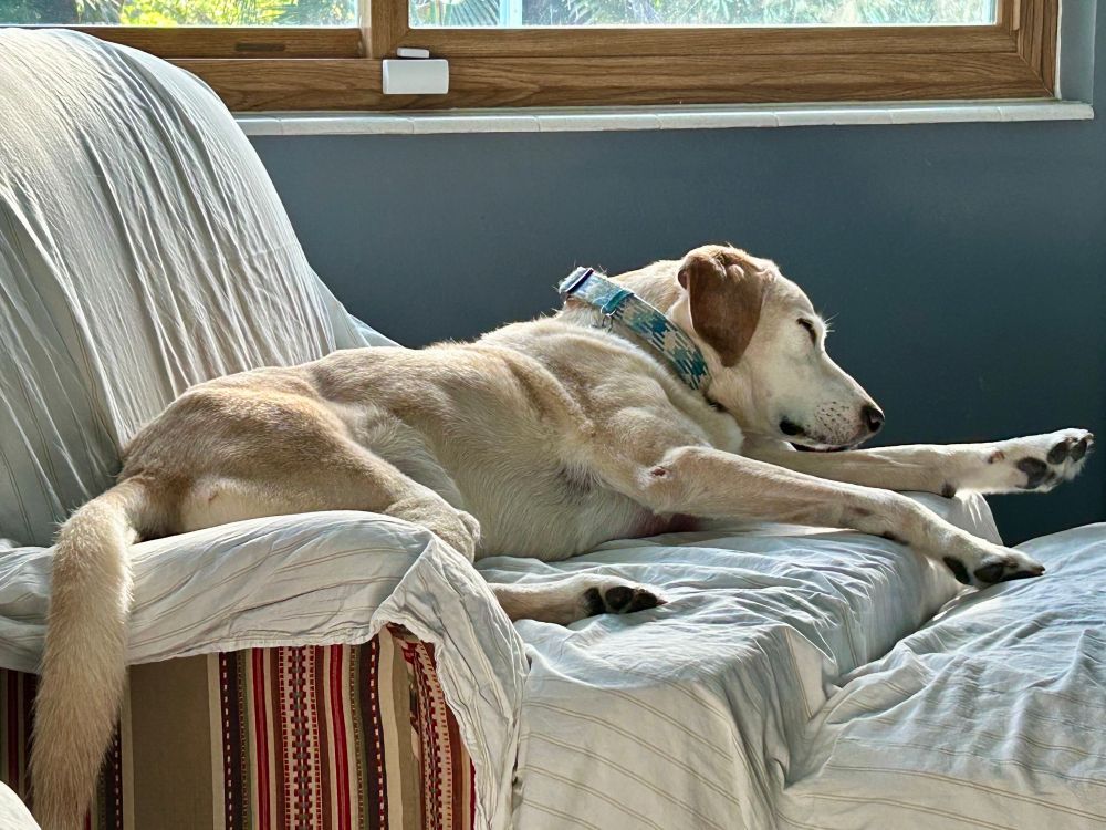 Mixed yellow lab dog, laying on his favorite chair in the soft morning light while dozing off 