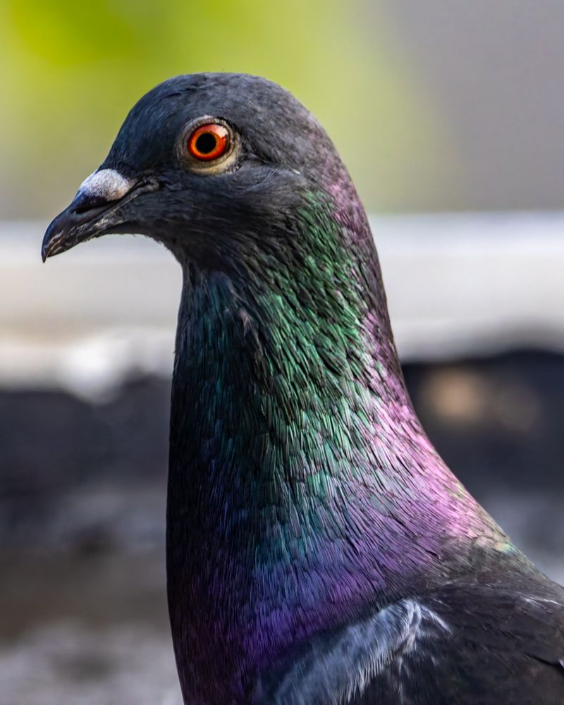 A rock dove, aka a pigeon, showing maximum irridescence.