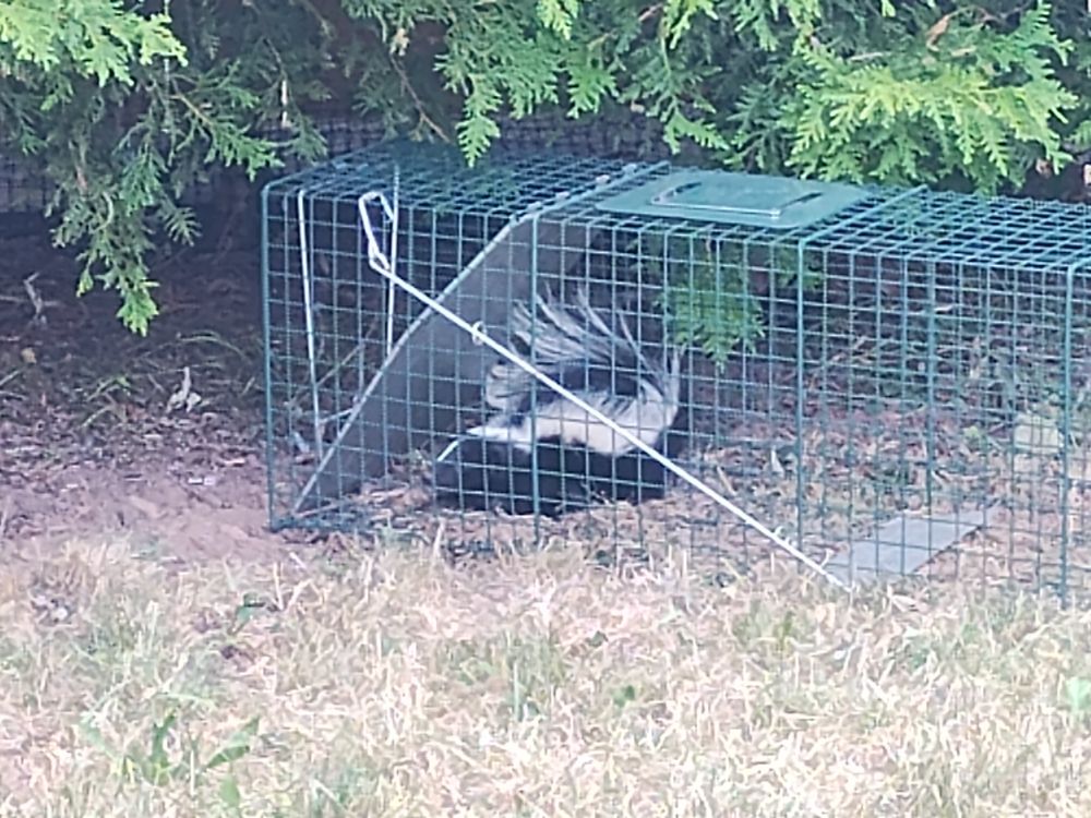 A little skunk in a live trap.