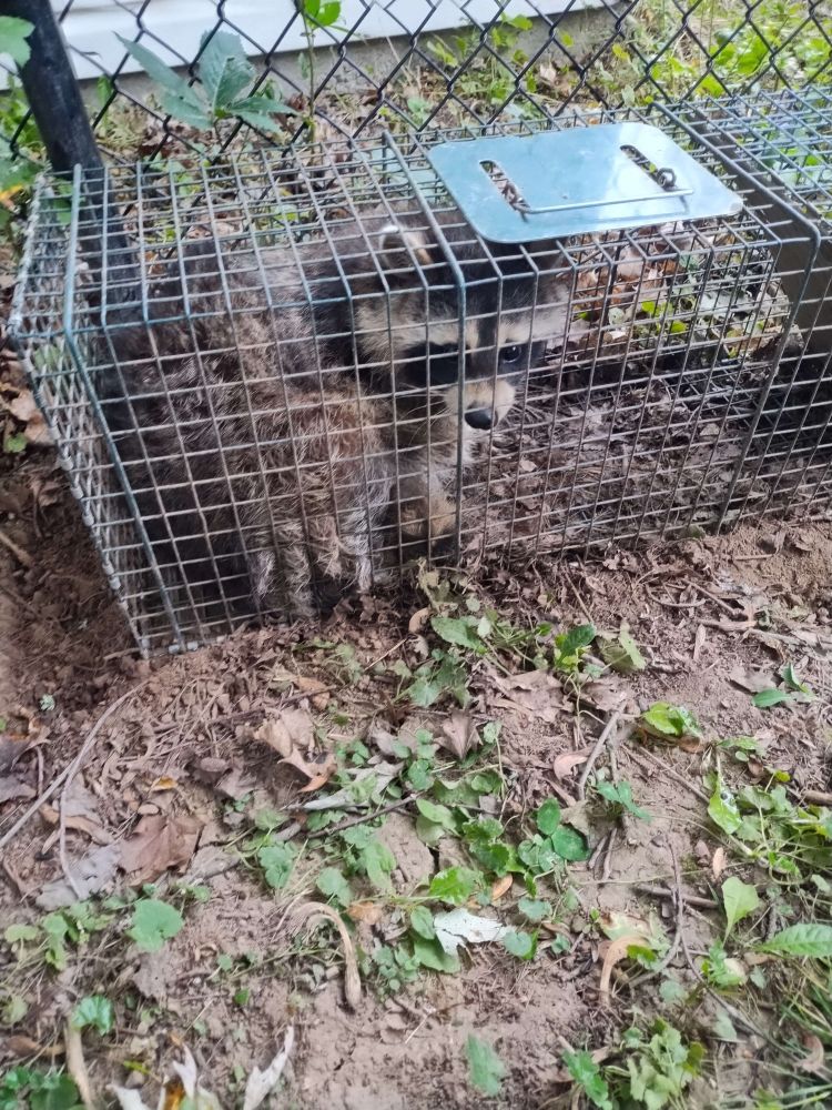 An adult raccoon in a live trap, the Mama-Boss.