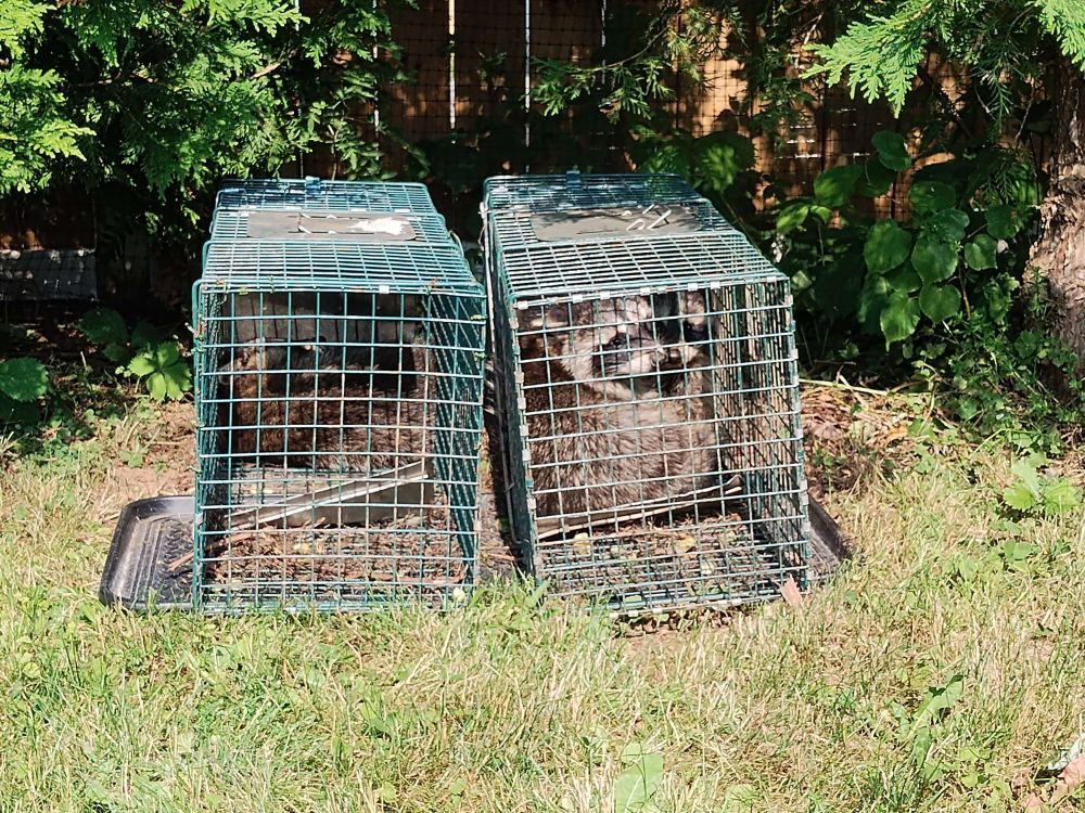 Two live traps. In the left one a young raccoon is curled up. In the right one two young raccoons look towards the camera.