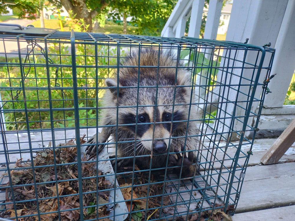 A small raccoon in a live trap. It looks quite upset, but let it be known that it was snarling like a demon.