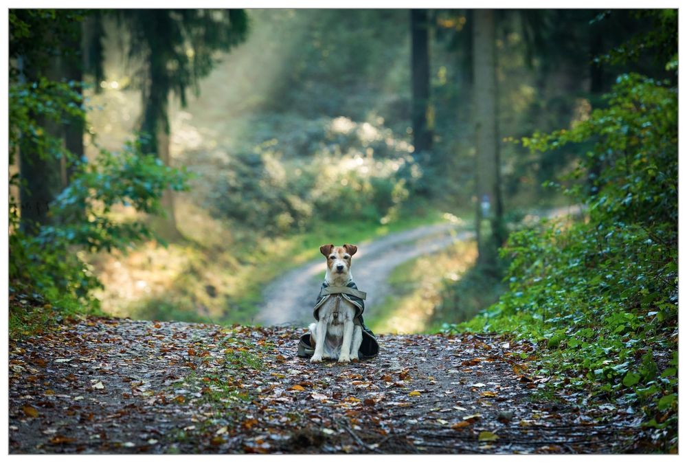 Jack Russell Rescue Dog posing in the forest with sunbeams in the background.