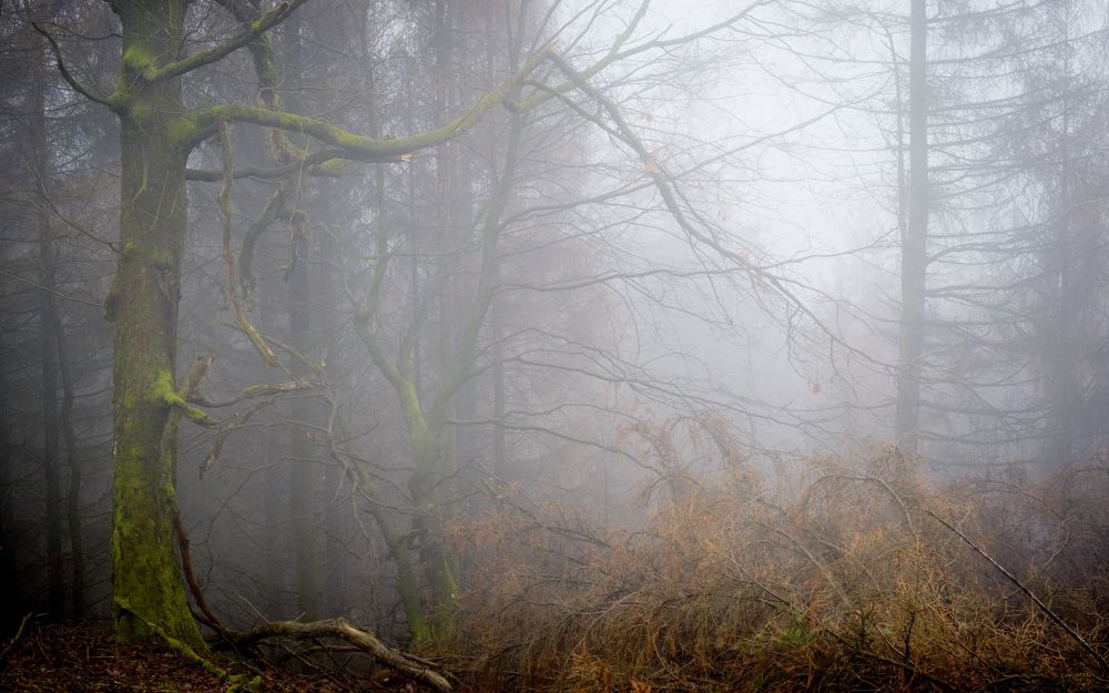 #Forest walk on the #Hermannsweg trail #landscape #woodland #photography #fog