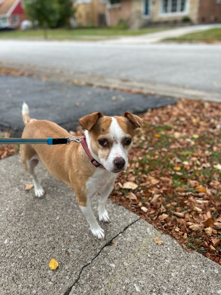 Small tan and white Jack Russell Beagle mix on a blue leash, standing on the sidewalk next to fall leaves, gazing at the camera. 