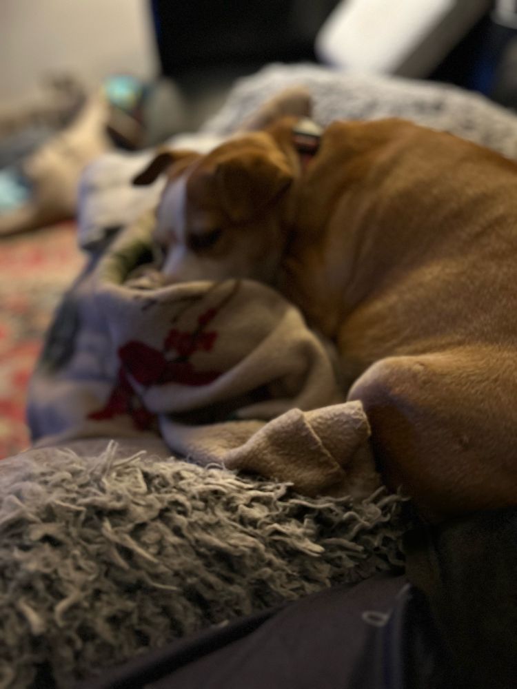 Small tan and white Jack Russell Beagle mix curled up in her bed asleep. 