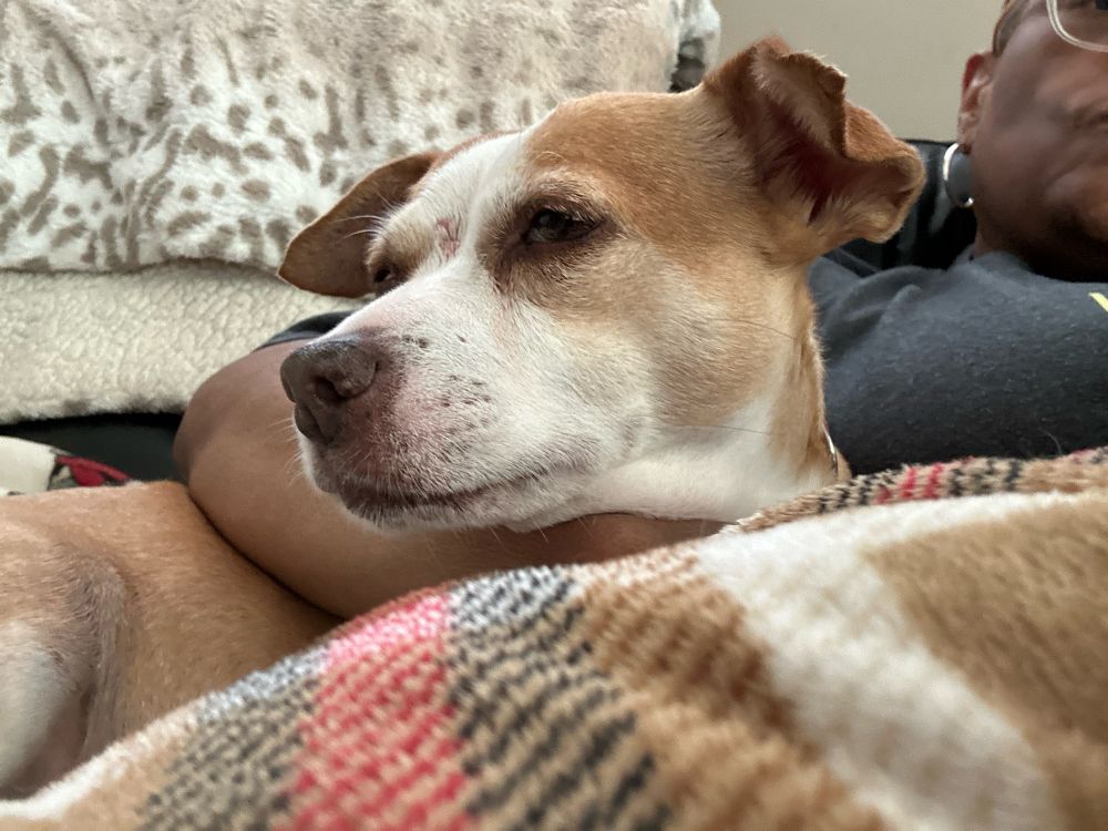 Small tan and white Jack Russell Beagle mix lying down looking content, while being hugged close by my brown arm. 