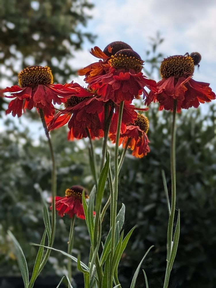 A group of several burnt-red daisy-like flowers (helenium) on long green stems against a blurred background of the sky and a distant tree. There's a bumblebee just showing on the last flower on the right.