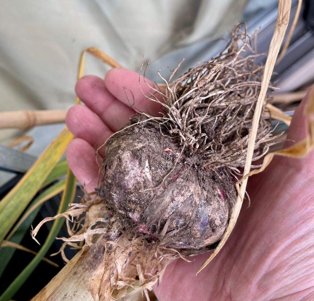 A very large head of Red Russian garlic with stem and root attached and covered in dry dirt. It fills the palm holding it completely. 