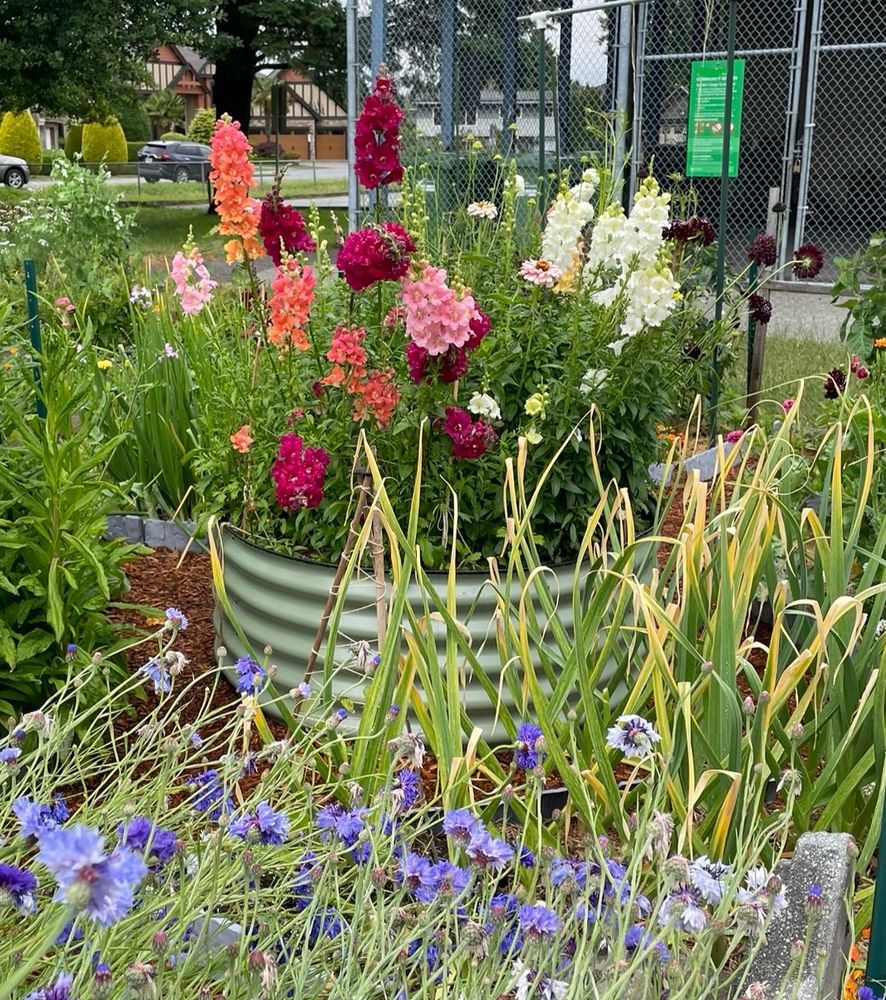 Part of a community garden plot. The focus is a circular raised bed made of green metal, filled with tall flowers - snapdragons and scabiosa. The flowers are in all shades of white, yellow, pink, orange and purple. 

In the foreground is a patch of white, blue and purple cornflowers. 