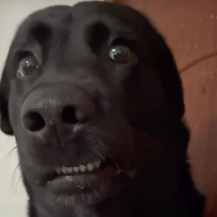 Labrador dog staring at camera