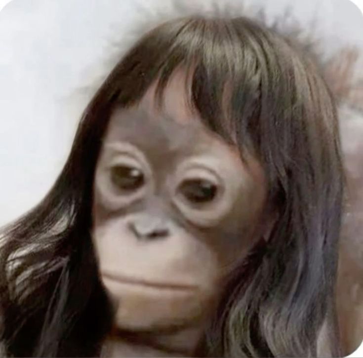 A meme picture of an orangutan with long hair and a fringe