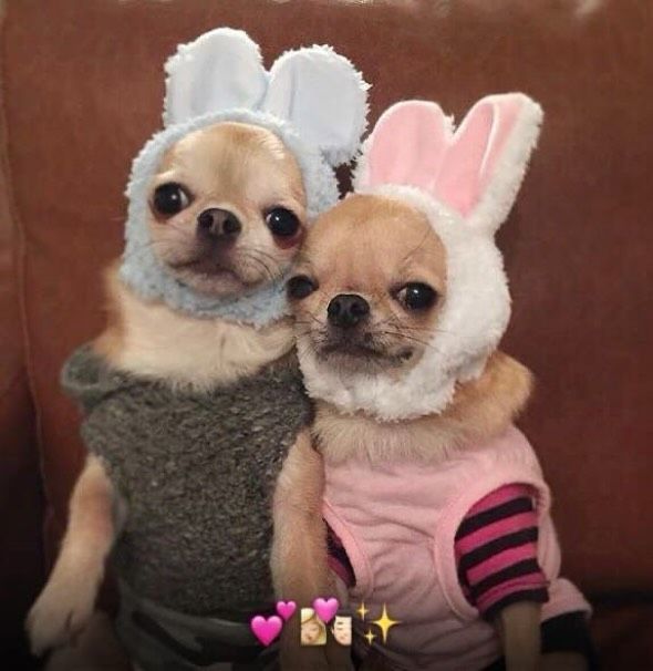 Two chihuahuas wearing bunny ears 