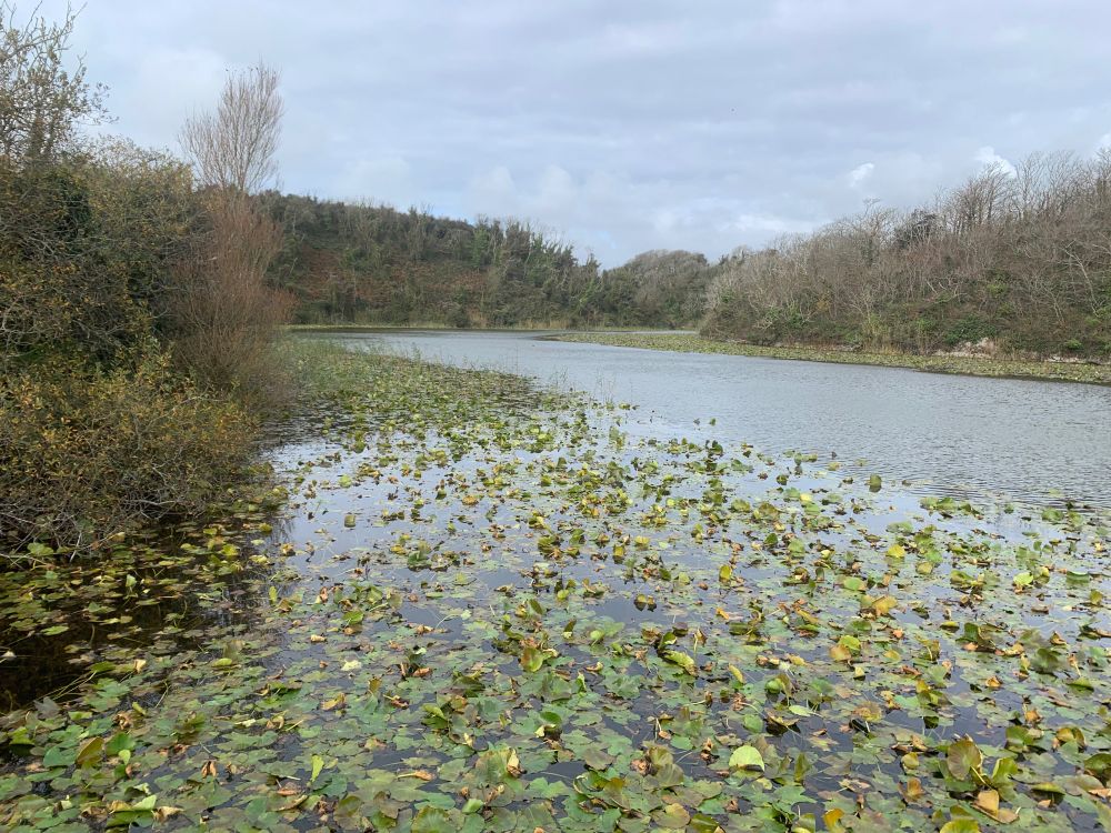 A tree-lined pond, with many lilies in the foreground.