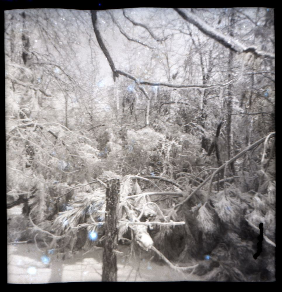 Snow covered branches