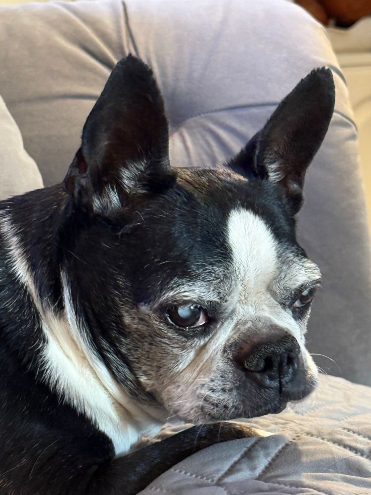 My blind Boston terrier looking all sullen and Boston terrier like. 