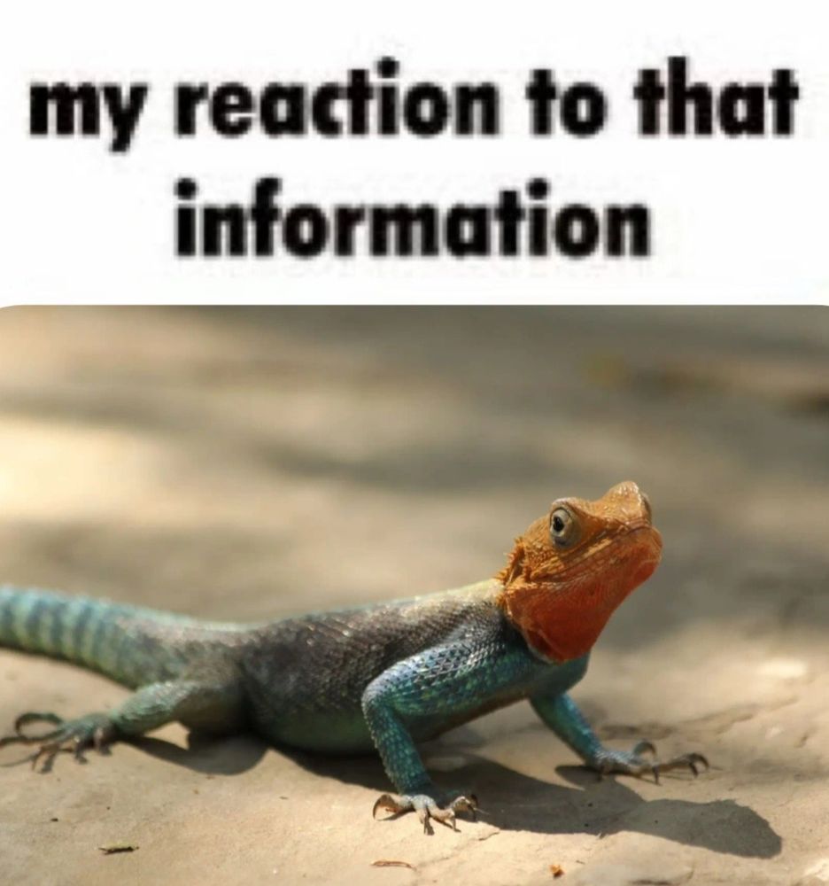 white border with black text which reads "my reaction to that information.

below is a photo of blue and orange lizard basking in the sun