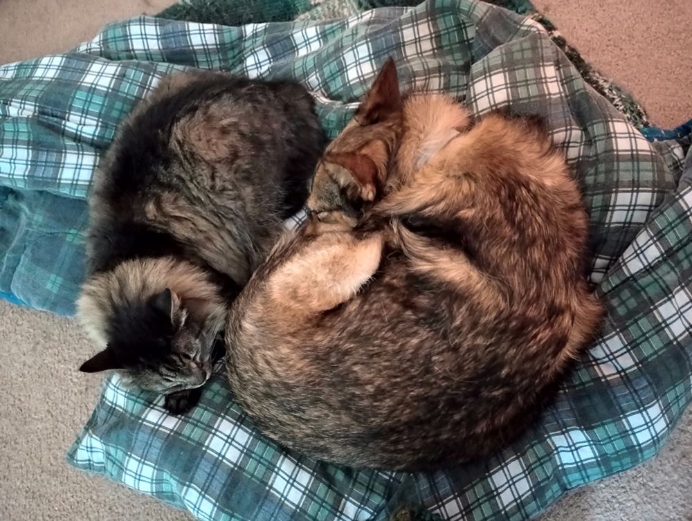 A mackerel tabby cat sleeping in front of a thin dog with german shepherd coloring that is curled up in a ball. 
