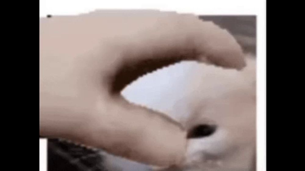 a close up of a person 's hand reaching into a cat 's mouth .