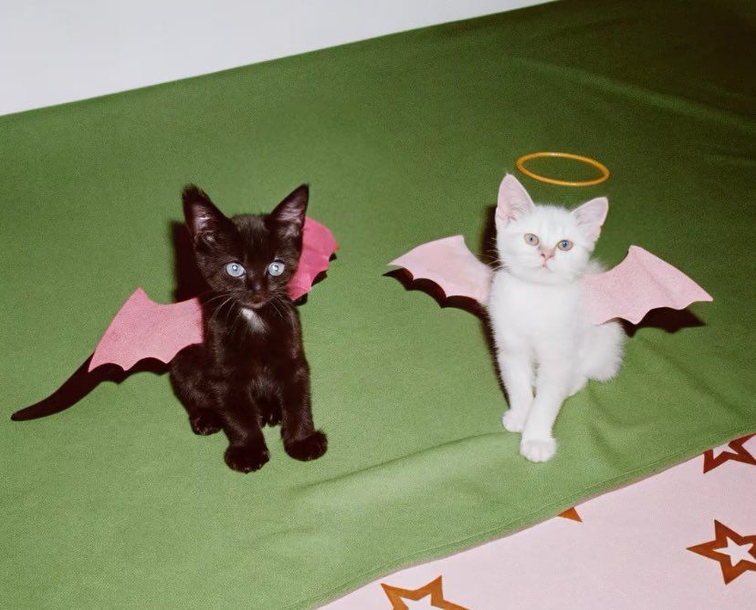 Two kittens. One is black and has red devil wings. One is white and has pink wings and a halo.
