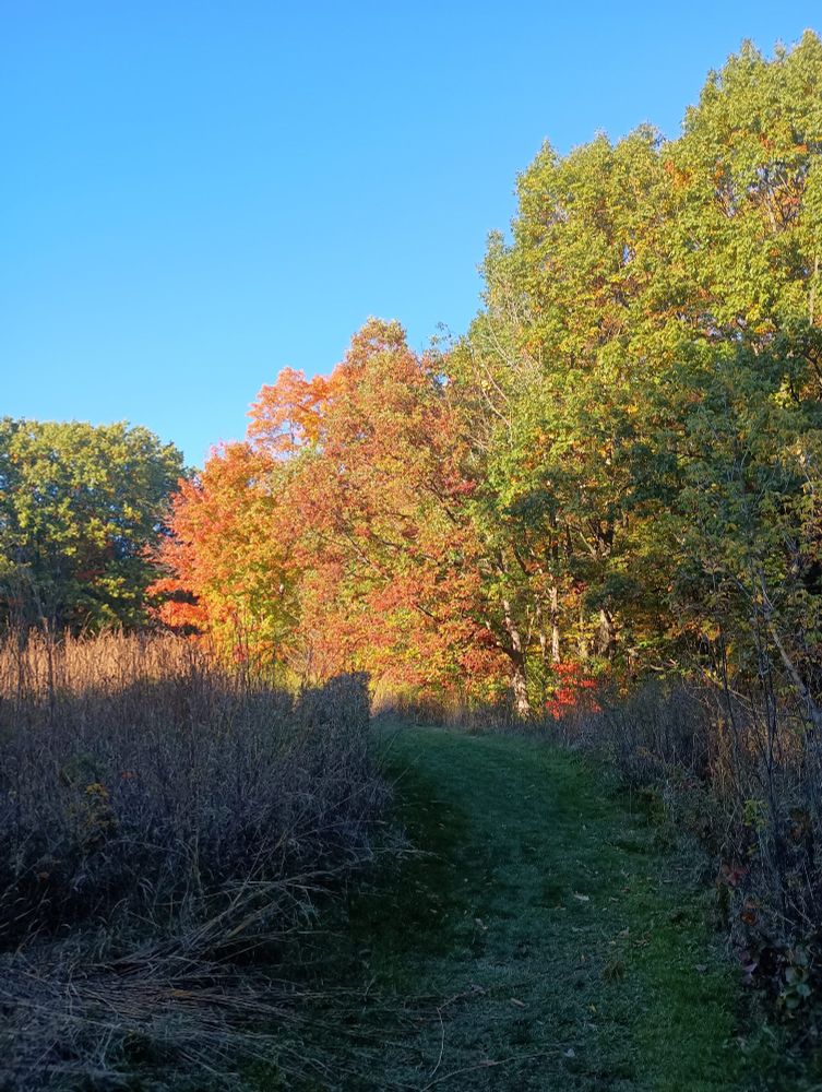 Orange and yellow trees on the edge of a forest in bright sun. The grassy trail nearby is in shadow.