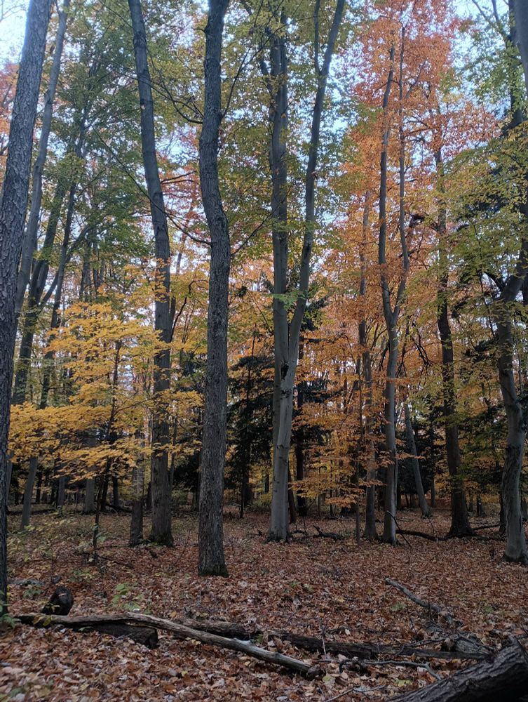 The trees here have a wide range of colors. There are yellow and orange and light green leaves accompanied by dark green pine needles. There are many logs on the ground between the trees.