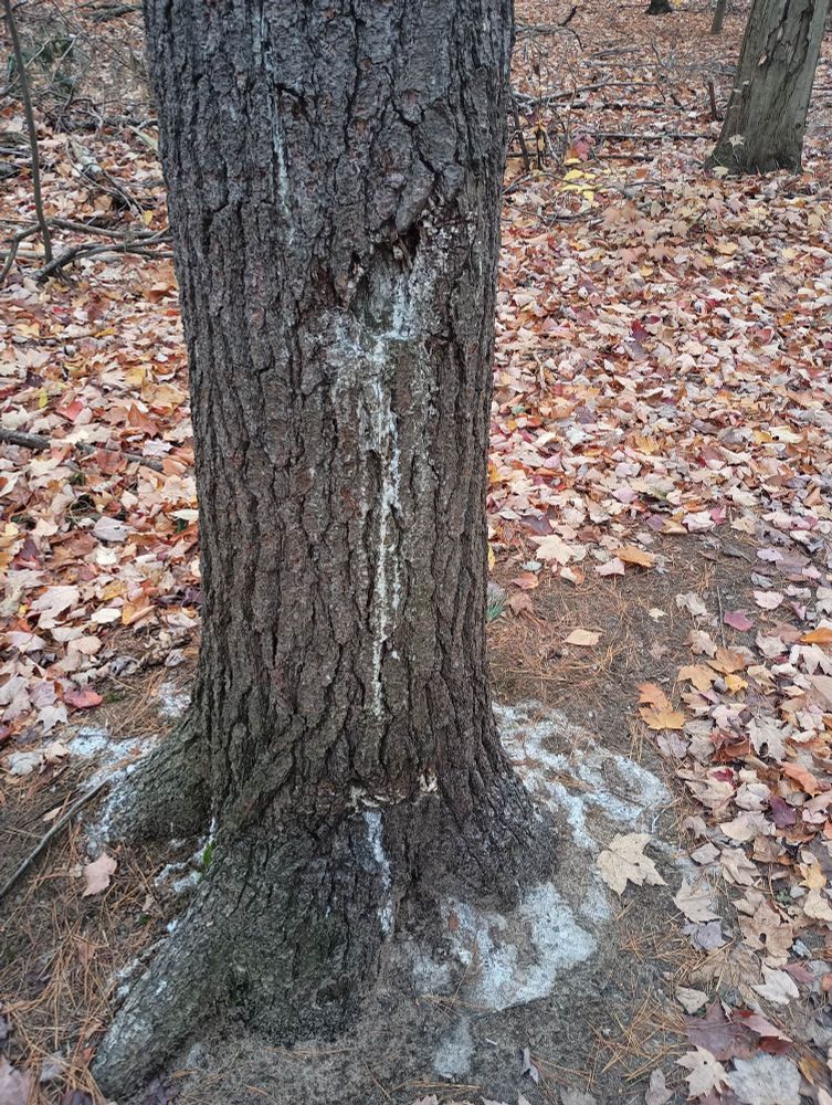 The trunk of a pine tree is oozing sticky sap down its front and it is starting to pool around the base of the tree.