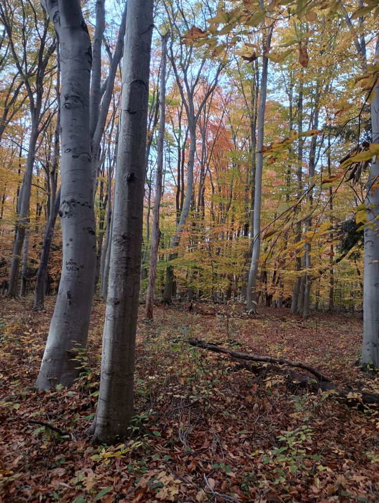 The tree trunks here are mostly smooth and gray. They often have messages carved into their bark and their leaves are all yellow and orange.