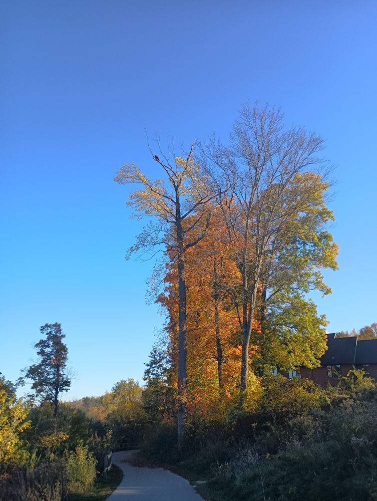 Some bright orange trees next to a paved path. A bald eagle is perched on a branch directly above the path.
