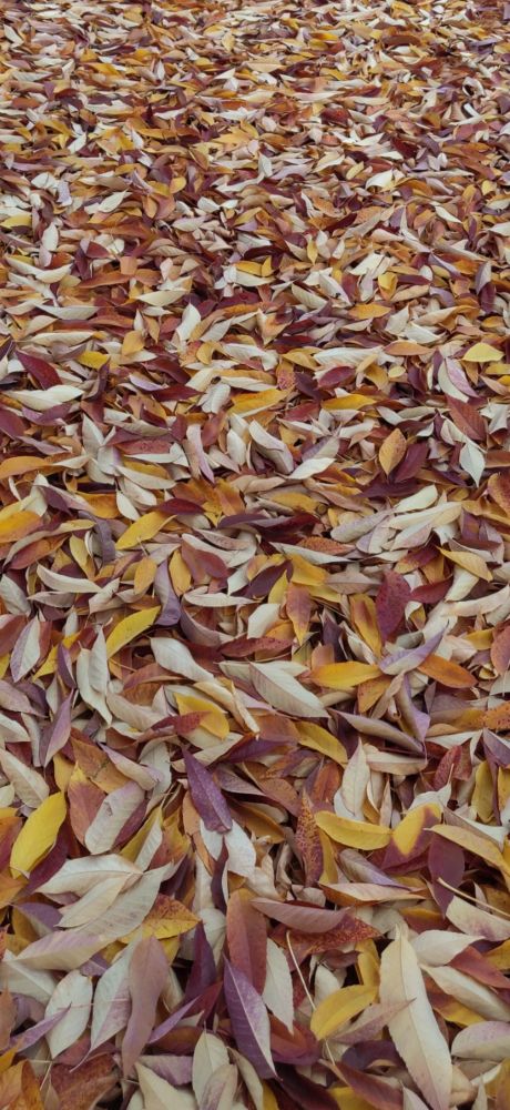 Red, orange yellow and brown fallen fall leaves.  It’s wonderful when people leave the walks covered in leaves so one can slowly amble through them and watch them dance around and hear a light crispness of fall.  🍁🍂🍁