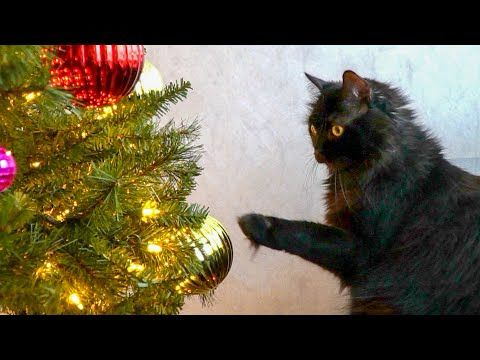 O Christmas Tree (Your Ornaments Are History)