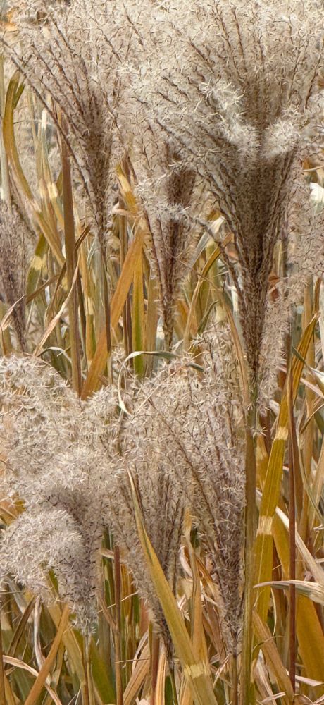 The fine soft fall plumes of Miscanthus zebra grass.  The stalks have a green and light green stripe in the summer and turn these lovely fading yellow browns in the fall and produce the fine plumes at the top getting ready for fall.  They are lovely for about a month before high winds or the first snow take them down.  The plant is usually cut to about a foot or two tall over winter and will emerge again in the spring.   

I drew this plant in colored pencil and graphite for a xeriscape garden book that was published years ago.  Very challenging to draw the plumes yet managed to and got it published 🌾
