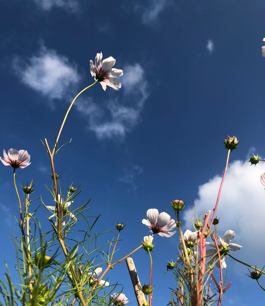 Auf dem Bild sind die Sommerblumen Cosmea im weiß-rosa Farbton und blau-weißer Himmel