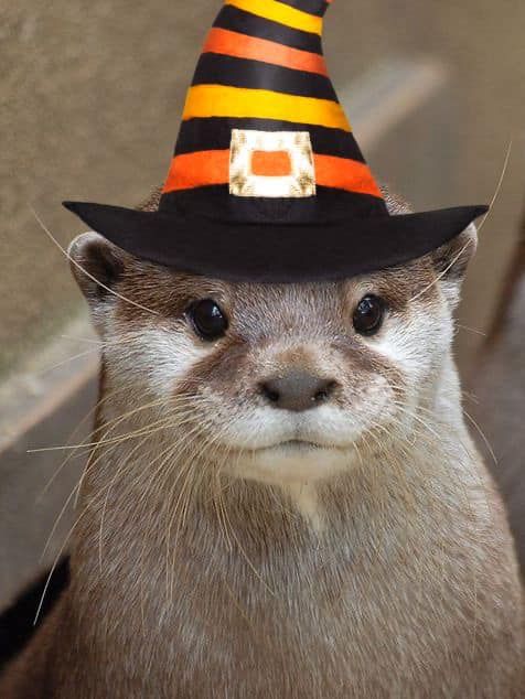 An otter wearing a Wizard hat, it looks like it is paying attention to you