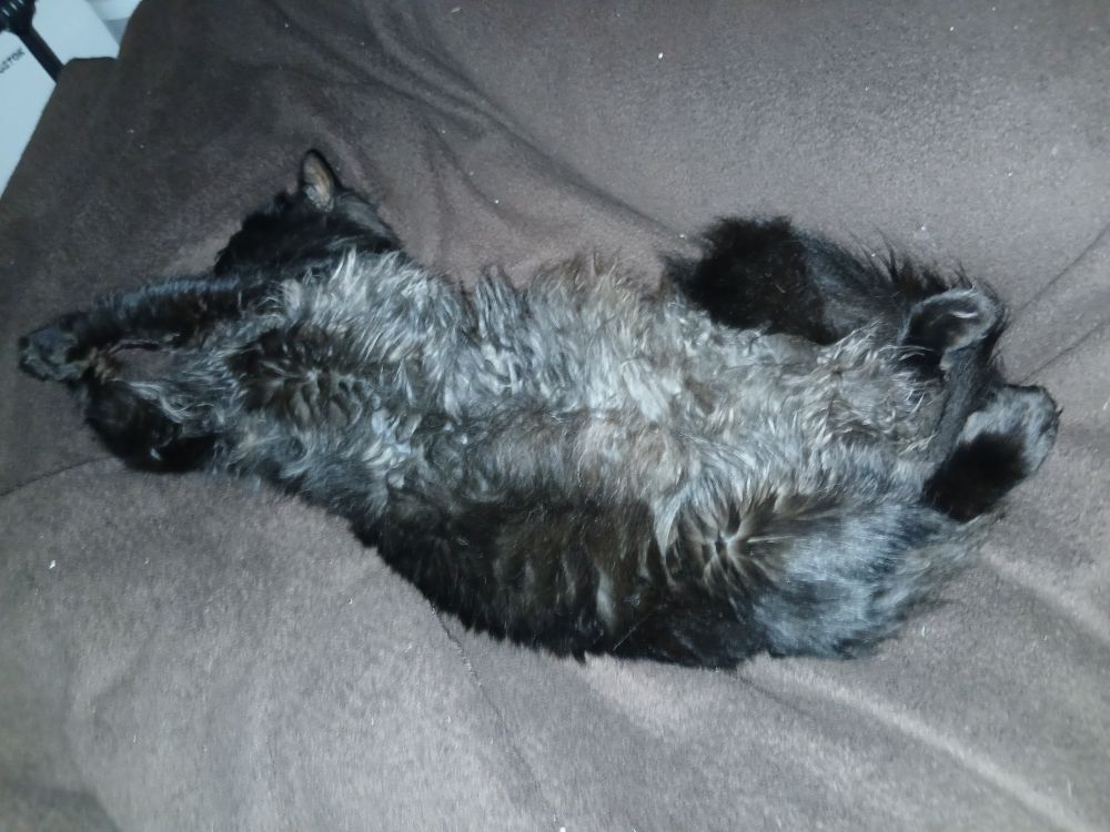 A medium hair black cat showing his belly, his belly hair under the camera flash is coming through as greys